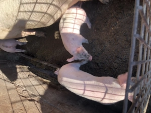 Purcei de vanzare - imagine 3