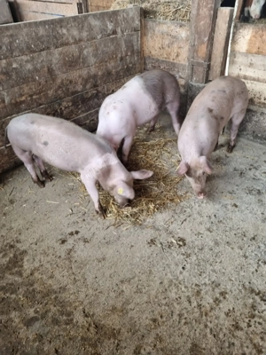 Vând purcei de carne - imagine 3