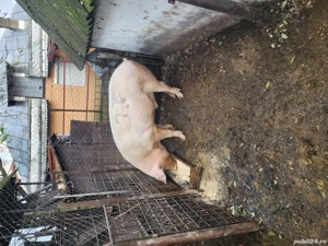 vand bucati din porc 11.12.2025 - imagine 2