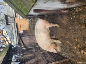 vand bucati din porc 11.12.2025 - imagine 3