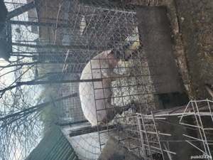 vand bucati din porc 11.12.2025 - imagine 4