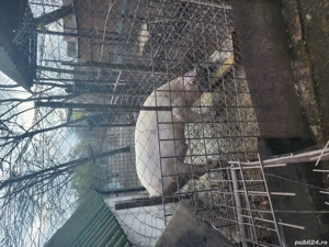 vand bucati din porc 11.12.2025 - imagine 5