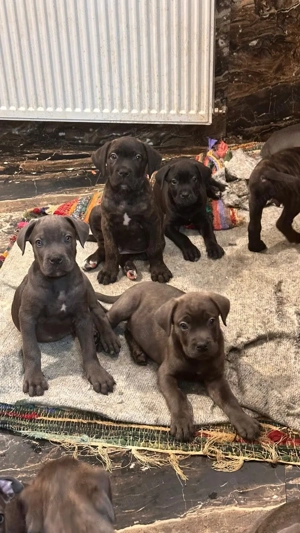 Cane Corso