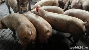 Porcii de vanzare! - imagine 2
