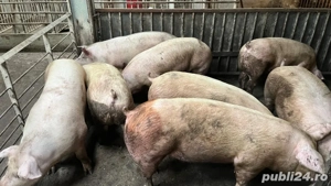 Porcii de vanzare! - imagine 3