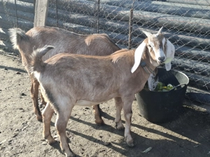 Vand capra gestanta anglonubiana 