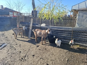 Vand capra gestanta anglonubiana  - imagine 2