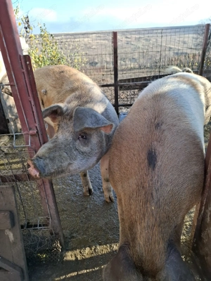 Vand porc  - imagine 2