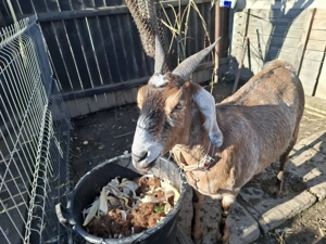 Vand capra gestanta anglonubiana  - imagine 4