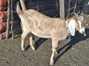 Vand capra gestanta anglonubiana  - imagine 3