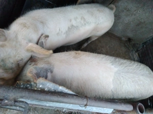 Porc crescut natural - imagine 2