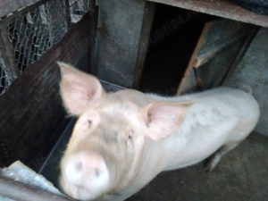 Porc crescut natural