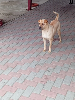 Au nevoie de casă nouă.