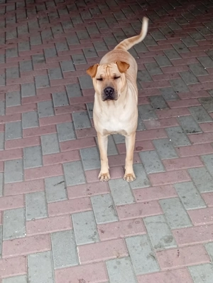 Au nevoie de casă nouă. - imagine 2