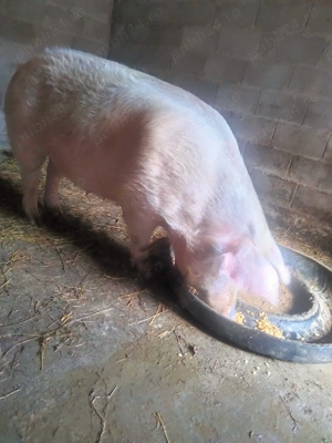 Vând purcea 4000 Lei - imagine 5