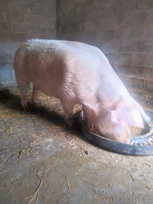 Purcea de vanzare  - imagine 4