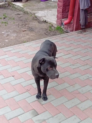 Au nevoie de casă nouă. - imagine 3