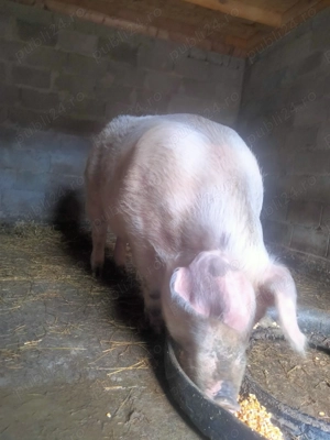 Purcea de vanzare  - imagine 5