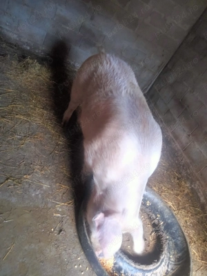 Purcea de vanzare  - imagine 3