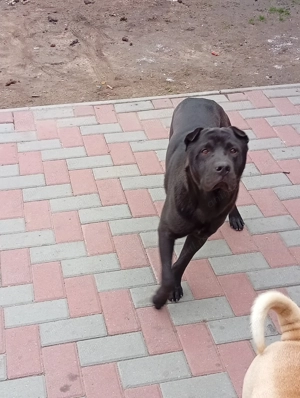 Au nevoie de casă nouă. - imagine 4