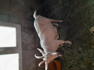 Vând capra gestanta la a doua fatare