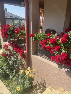 Vila situată în zona Bucium - Plopii fără Soț, 430 mp utili, 1000 mp. Teren - imagine 4