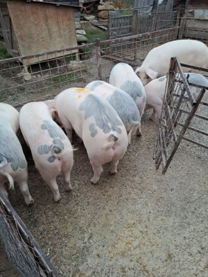Porci de vânzare, mai sunt disponibile 3 buc - imagine 2