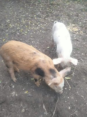 Vând purcei 500 lei buc - imagine 2