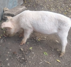 Vând purcei 500 lei buc - imagine 3