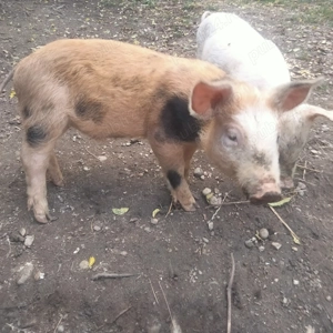 Vând purcei 500 lei buc - imagine 4