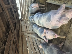 Porci mari de vanzare