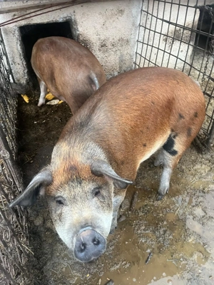 Porci de vânzare ! - imagine 2