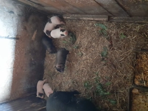 Oferta.Vand purcei vietnamezi