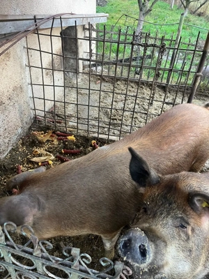 Porci de vânzare ! - imagine 3