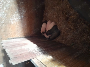 Oferta.Vand purcei vietnamezi - imagine 2