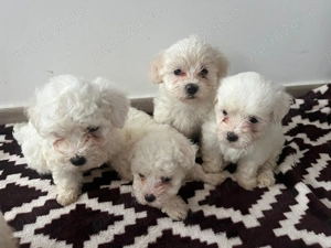 Caini bishon maltez disponibili