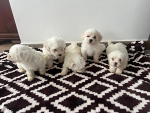 Caini bishon maltez disponibili - imagine 3