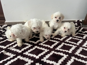 Caini bishon maltez disponibili - imagine 2
