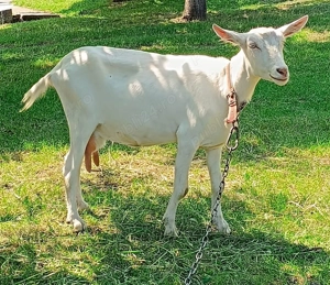 capra sannen - imagine 3