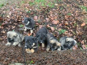 Catei ciobanesti germani lupi - imagine 2