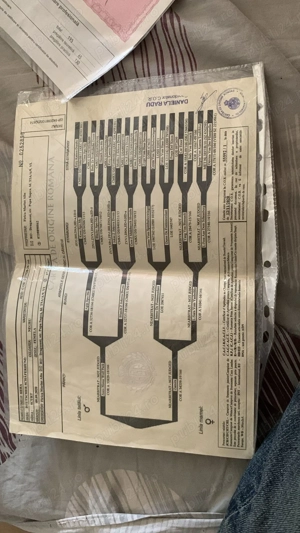 Catei ciobanesti germani lupi - imagine 4