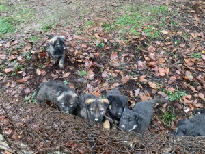 Catei ciobanesti germani lupi - imagine 3