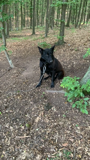 Catei ciobanesti germani lupi - imagine 5