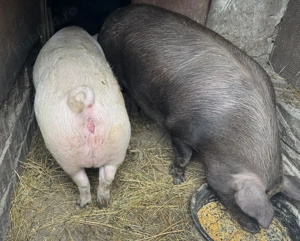 Vând porci de carne Rasă Duroc și Pietrain  - imagine 4