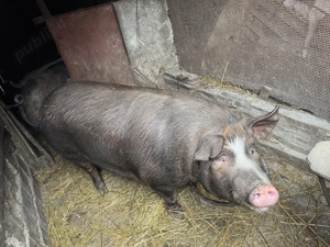 Vând porci de carne Rasă Duroc și Pietrain  - imagine 2
