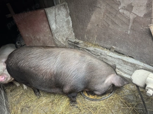 Vând porci de carne Rasă Duroc și Pietrain  - imagine 6