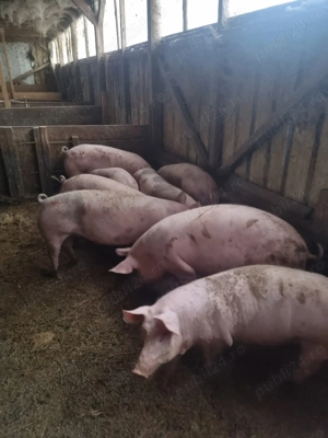 Vând porci de carne pt sacrificat - imagine 2