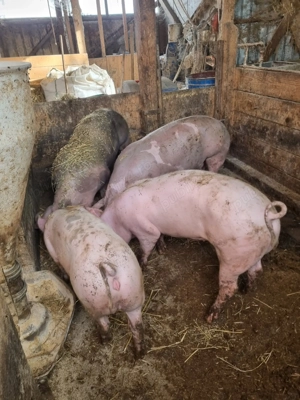 Vând porci de carne pt sacrificat - imagine 3