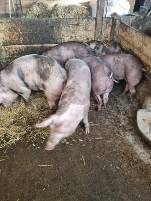 Vând porci de carne pt sacrificat - imagine 4