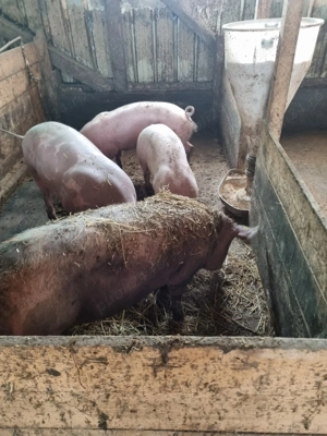 Vând porci de carne pt sacrificat - imagine 5